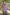 Jyoti Fashion Women's Purple Dola Silk Printed Festive Designer Anarkali Dress - Distacart
