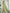Astita Linen Pista Green Saree