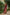 khanduapata Maroon & Orange Colour Tribal Design Cotton Saree For Women