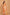 Morchari Kota Zari Stripe Embroidery Saree - Orange - Distacart