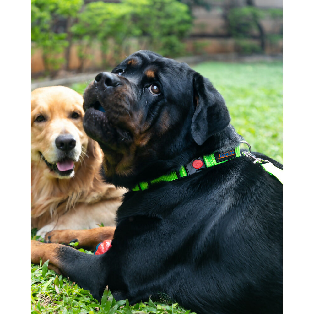 Waggety Dog Leash - Durable Green Polyester, Length - 5Ft, Comfortable Grip, Stylish Pet Leash for Dogs - Dista