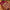 NOZ2TOZ Jacquard Lichi Silk Maroon Saree With Unstitched Blouse Piece - Distacart