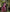 NOZ2TOZ Jacquard Lichi Silk Wine Saree With Unstitched Blouse Piece - Distacart
