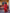 NOZ2TOZ Jacquard Lichi Silk Red Saree With Unstitched Blouse Piece - Distacart