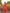 NOZ2TOZ Jacquard Lichi Silk Orange Saree With Unstitched Blouse Piece - Distacart