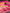 NOZ2TOZ Jacquard Lichi Silk Pink Saree With Unstitched Blouse Piece - Distacart