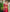 NOZ2TOZ Jacquard Lichi Silk Pink Saree With Unstitched Blouse Piece - Distacart