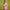 NOZ2TOZ Jacquard Lichi Silk White Saree With Unstitched Blouse Piece - Distacart