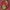 NOZ2TOZ Jacquard Lichi Silk Pink Saree With Unstitched Blouse Piece - Distacart