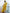 NOZ2TOZ Women's Tissue Yellow Woven Design Designer Saree With Blouse Piece - Distacart