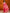 NOZ2TOZ Women's Cotton Blend Pink Printed Designer Saree With Blouse Piece - Distacart