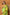 Very Much Indian Handloom Pure Cotton Linen Saree With Golden Border - Light Green - Distacart