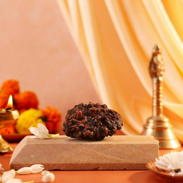 Pujashree Shivling Rudraksh – Divine Rudraksha for Lord Shiva Blessings, Spiritual Growth & Protection - Dista