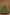 Jyoti Fashion Glamorous Olive Green Zari and Thread Embroidered Georgette Lehenga Choli with Dupatta - Distacart