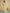 NOZ2TOZ Women's Cotton Silk Light Green Embellished Designer Saree With Blouse Piece - Distacart