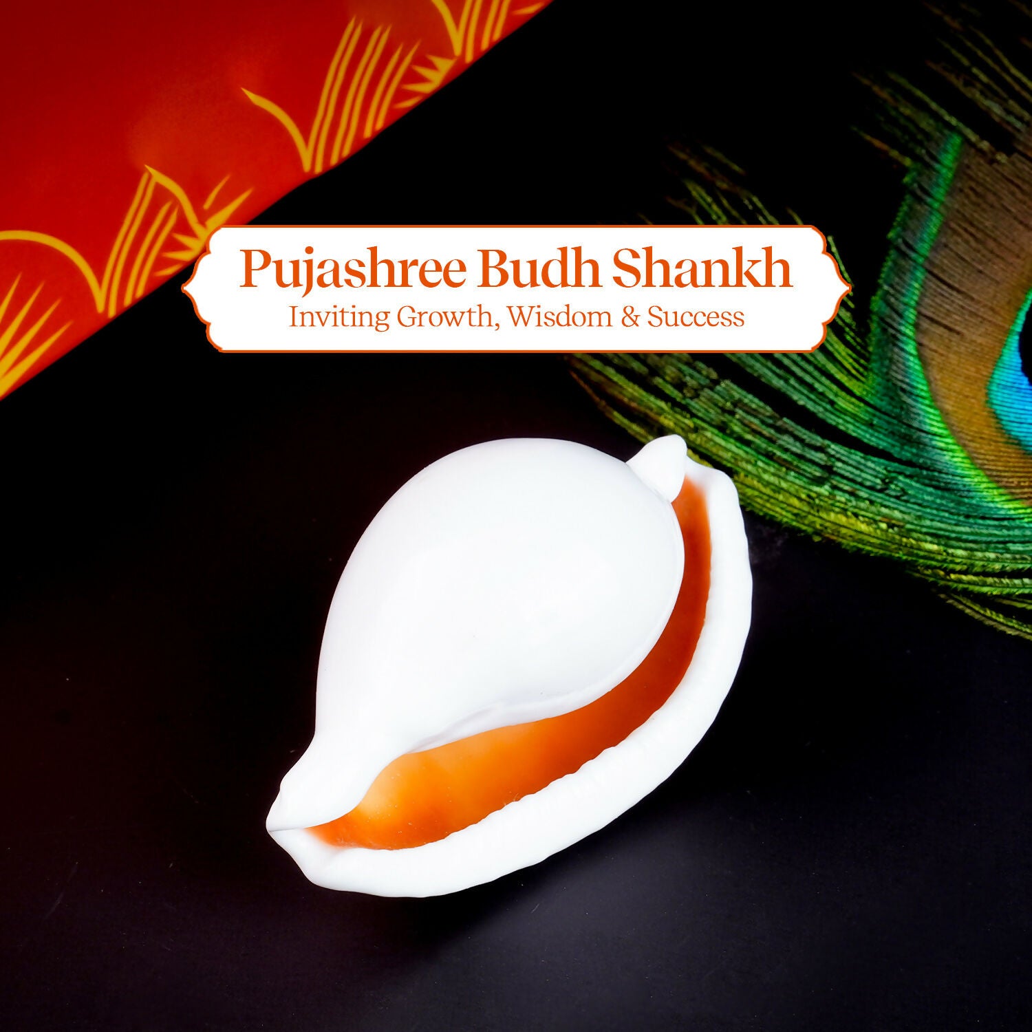 Pujashree Budh Shankh – Sacred Conch For Mercury Planet Blessings & Ritual Use - Dista
