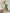The52 Yellow Women's Viscose Chanderi Fabric Straight Kurta, Pant and Dupatta Set