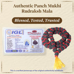 Thumbnail for Pujashree Rudraksh Mala Large – Traditional Prayer Mala for Spiritual Healing, Chanting & Devotion - Dista