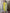 Malishka Women's Viscose Embroidered Straight Kurta with Pant And Silk Printed Dupatta Set - Lemon
