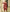 Malishka Women's Maroon jacquard Silk Woven Straight Kurta Pant With Dupatta - Distacart