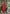 The52 Women's Printed Pure Cotton Fabric Straight Kurta, Pant and Dupatta Set