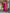 Malishka Women's Pink Viscose Chanderi Embroidered Straight Kurta Pant With Dupatta - Distacart