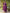 Malishka Women's Purple Rayon Embroidered Flared Kurta Pant With Dupatta - Distacart