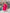 Lorenvalley Magenta Pure Romansilk Chanderi Fabric Yoke Fancy Lace Work Anarkali Kurta Pant With Dupatta Set