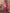 Vedant Vastram Soft Litchi Silk Banarasi Silk Saree - Magenta - Distacart