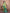 Vedant Vastram Tissue Silk Paithani Silk Saree - Parrot - Distacart