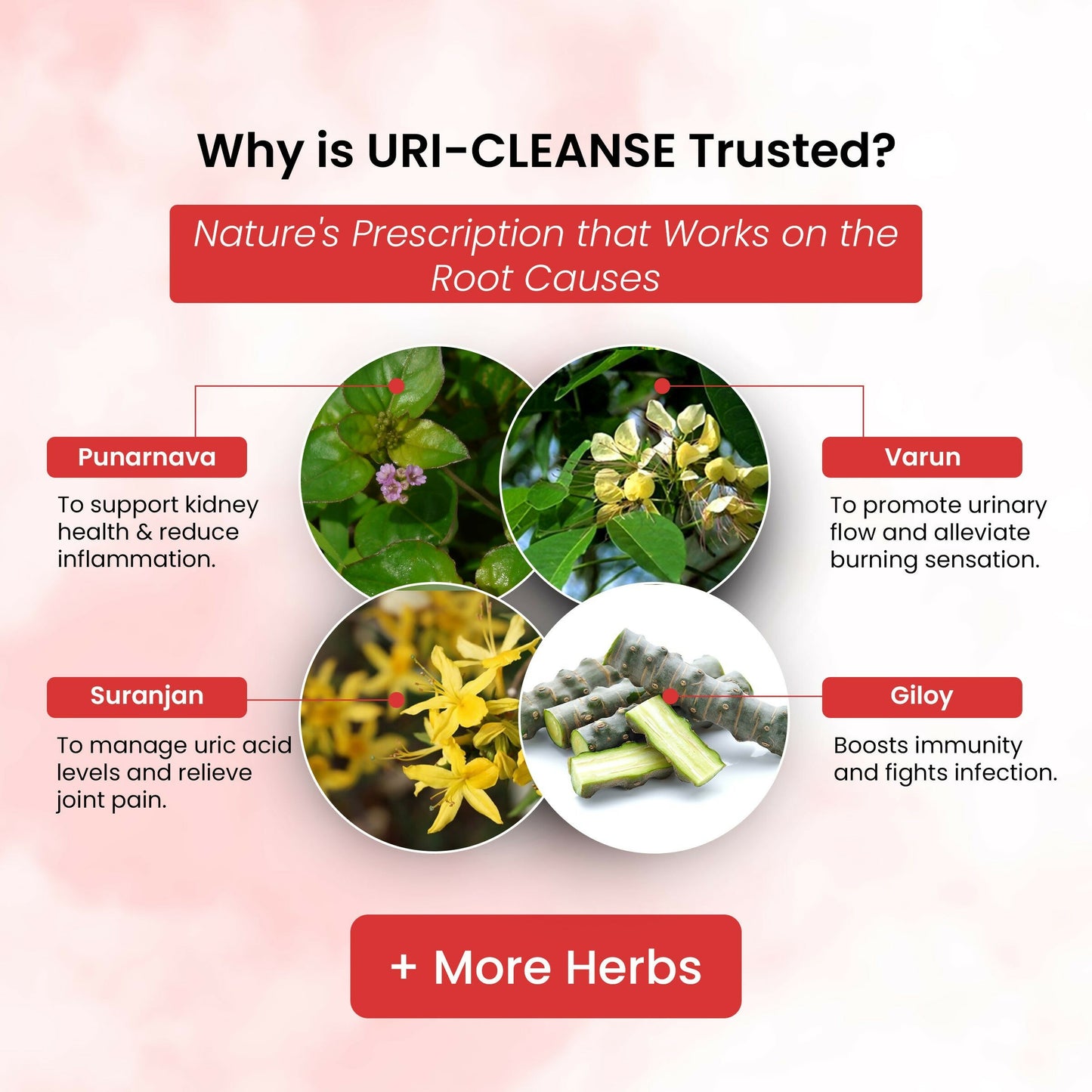 Life Aveda Uri- Cleanse Capsules - Distacart