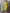 The52 Lemon Women Embroidered Viscose Straight Kurta Pant Dupatta Set