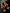 flower_224