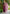 Vegaa Fashion Wine Viscose Rayon Embroidered Salwar Suit