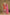 Aarshi Fashions Orange Embroidered Bandhani Dhoti Wedding Suit