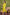 BulBul Roshni Muslin Yellow Kurta Set With Dupatta