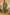 Ahika Green Poly Silk Solid Straight Suit Set