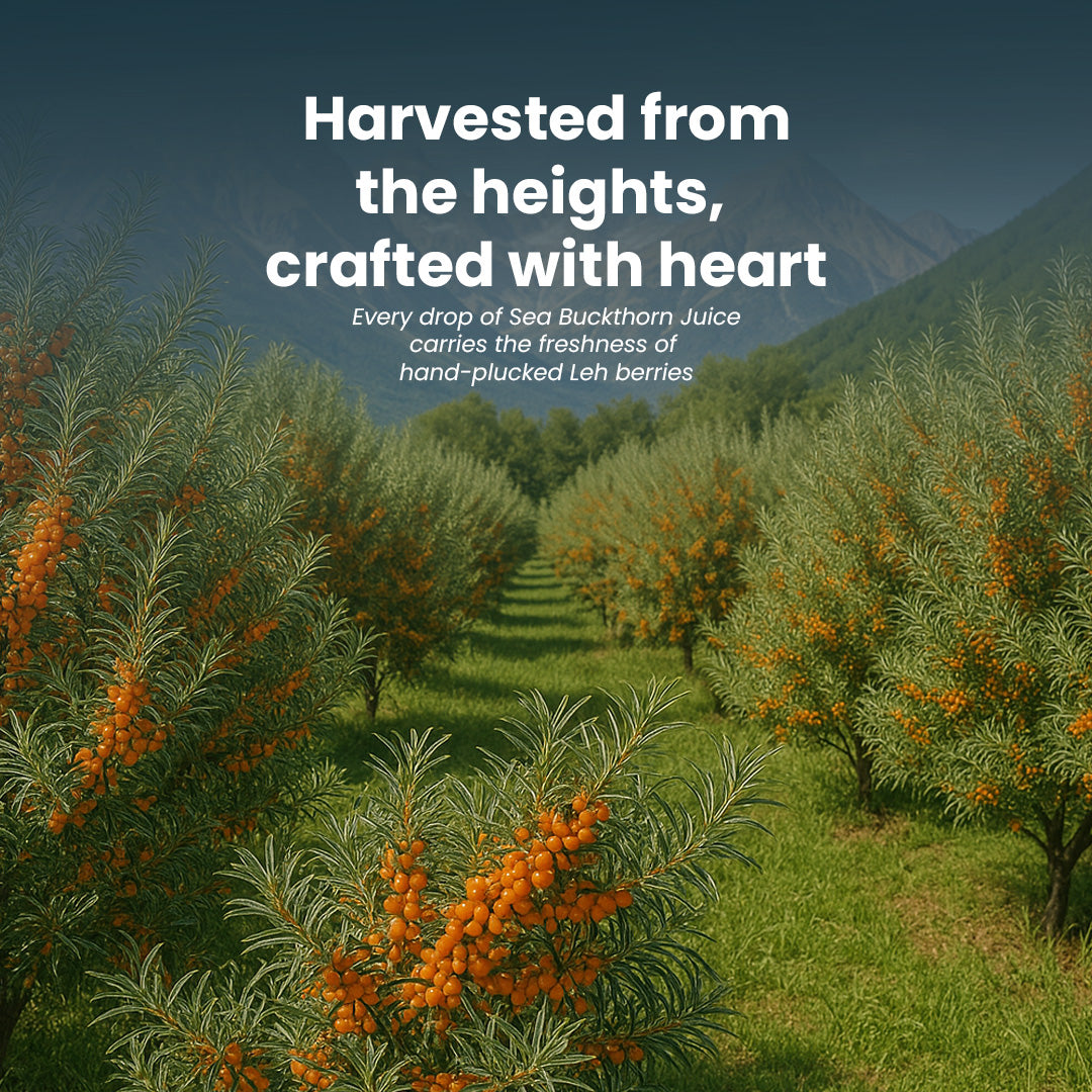 Krishna'S Herbal & Ayurveda Sea Buckthorn Juice