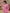Yufta Pink Cotton Checks Embroidery Top