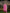 Yufta Pink Leheriya Print Poly Georgette Straight Suit Set