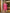 Yufta Pink Pure Cotton Floral Print Straight Kurta With Trousers And Dupatta Set