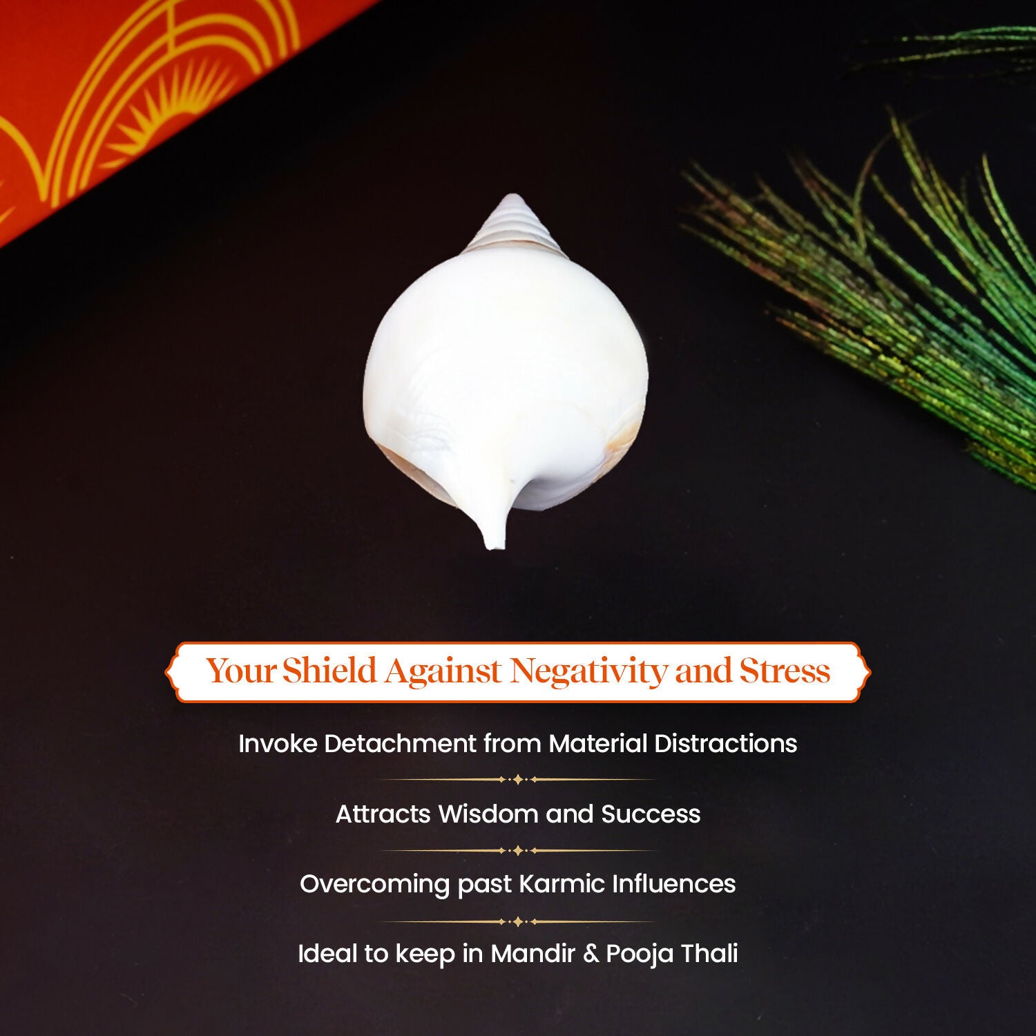 Pujashree Ketu Shankh – Navagraha Conch For Ketu Dosha Remedies & Puja - Dista