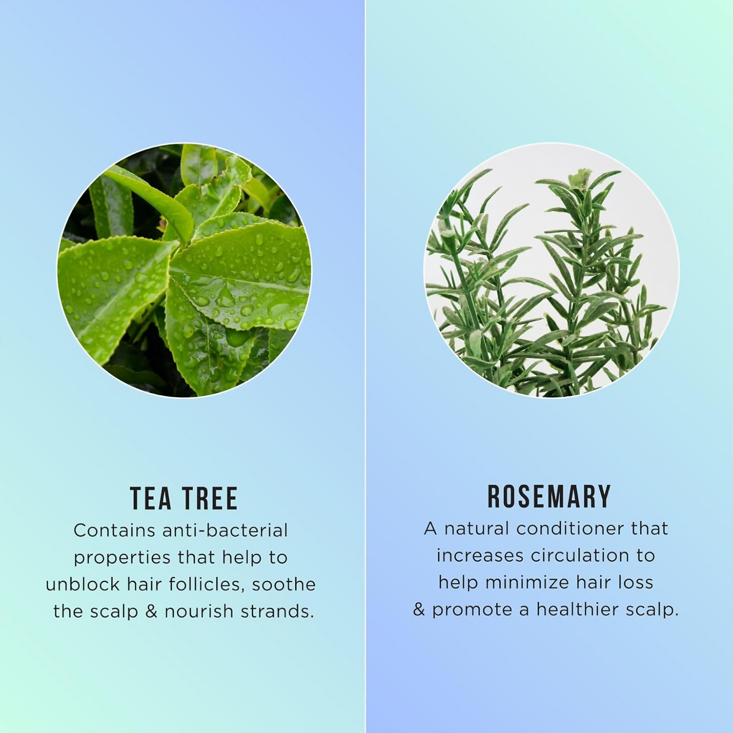 HASK Tea Tree Oil & Rosemary Invigorating Shampoo And Conditioner - Distacart