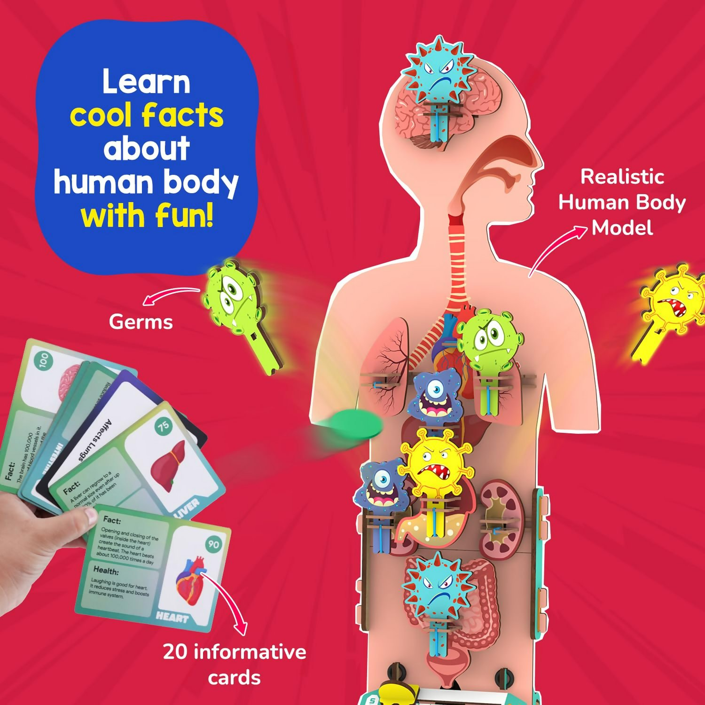 Smartivity Human Body Toy For Kids 6-12 Years Body Organs & Functions - Distacart