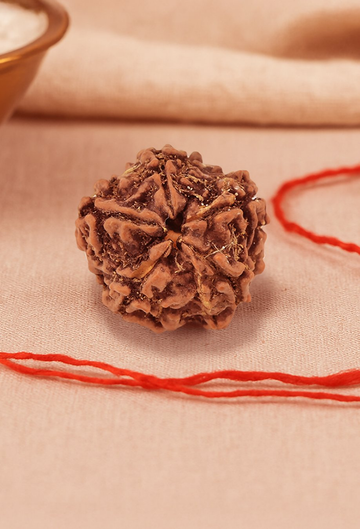 Pujashree Panchmukhi Rudraksh Single Bead – Sacred Five Mukhi Rudraksha for Protection & Peace - Dista