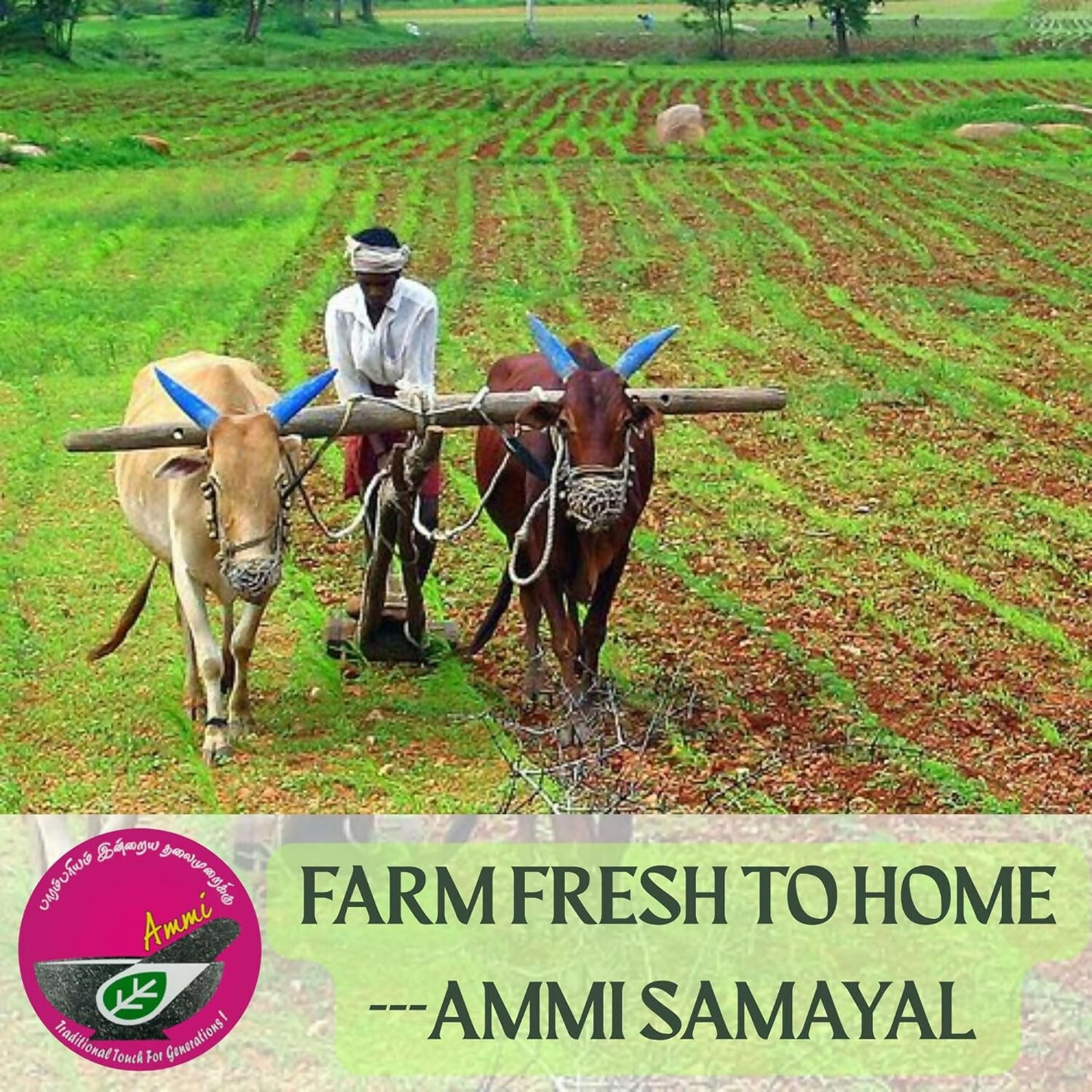 Ammi Samayal Unrefined Castor Oil - Distacart