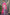 Jyoti Fashion Women's Pink Kanjivaram Silk Zari Woven Saree with Blouse - Distacart