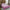Rudra Bazaar Pink 210 TC Cotton Double King Bedsheet With 2 Pillow Covers