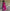 Prazu Fashion Pink Georgette Thread Sequin Lehenga Style Suit