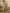 NOZ2TOZ Women's Tussar Silk Mustard Printed Ready to Wear With Blouse Piece - Distacart